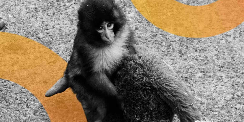 Meme Coin’i Tanıtmak İçin Punch the Monkey’s Zoo Home’a ​​Giren Amerikalılar Japonya’da Tutuklandı