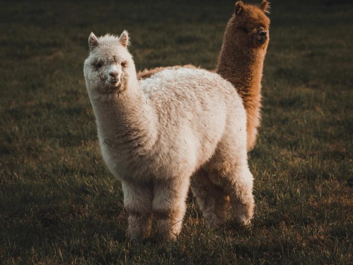 Kripto aracılık şirketi Alpaca, tokenize edilmiş hisse senedi altyapısı için 135 milyon dolar topladı