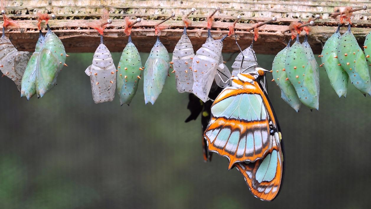 A $3.2 million ‘bitcoin butterfly’ option trade bets on $95,000 by the end of October